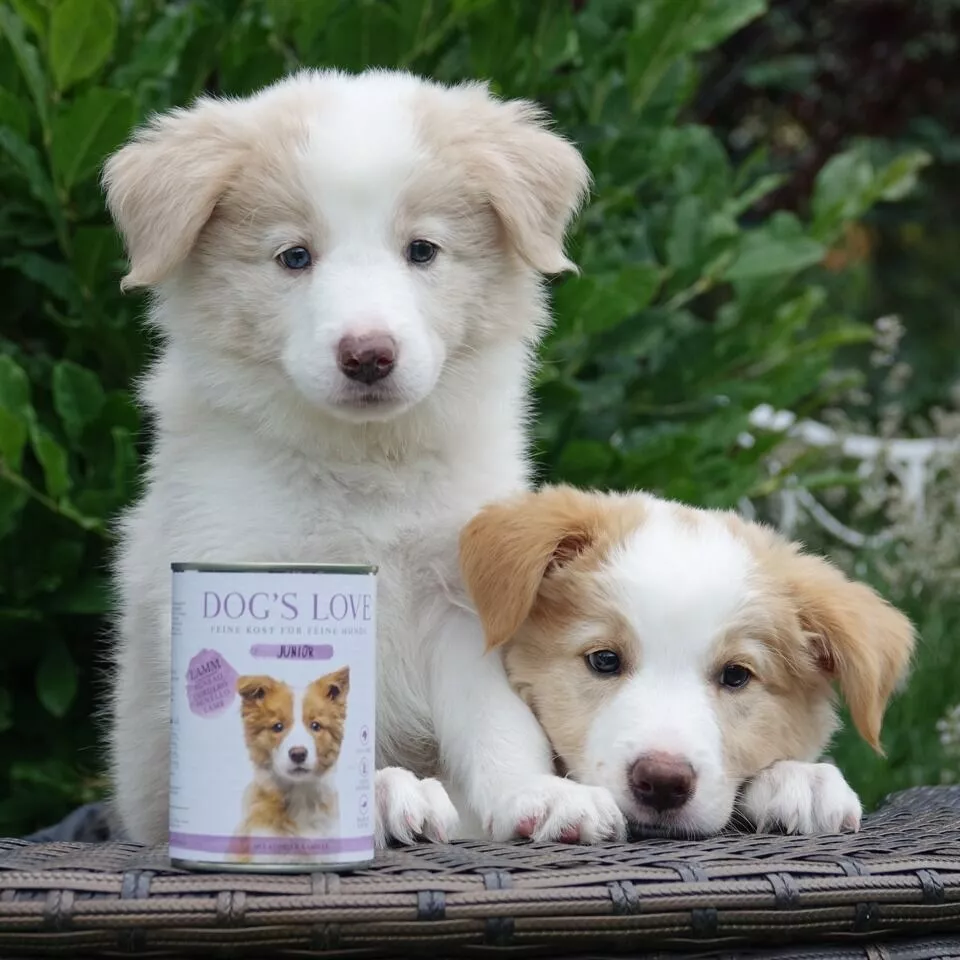 Welpen mit einer Dose Welpen-Nassfutter von Dog's Love