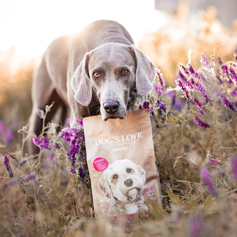 Hund mit einer Packung Trockenfutter von Dog's Love