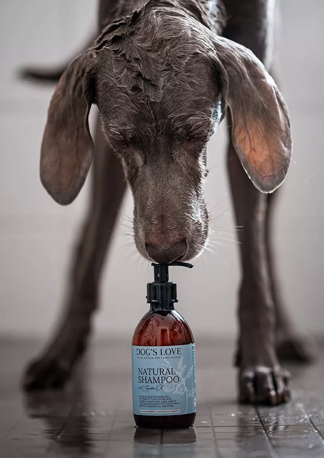 Hund riecht an Natural Shampoo von Dog's Love
