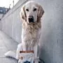 Hund mit einer Packung Bio Pute von Dog's Love