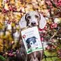 Hund mit einer Packung Bio Rind von Dog's Love