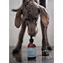 Hund riecht an Natural Shampoo von Dog's Love