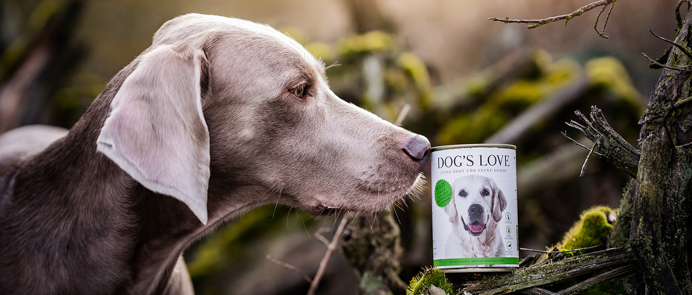Ein Hund im Wald der an einer Dose schnüffelt die sich auf einem Ast befindet, welcher mit Moos überwachsen ist.