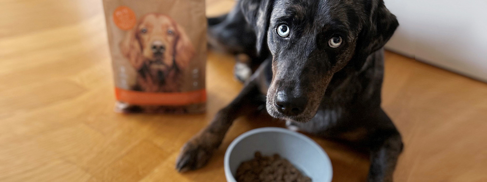 Ein Hund mit einem Futternapf voll Trockenfutter und dem DOG'S LOVE Trockenfutter Pute