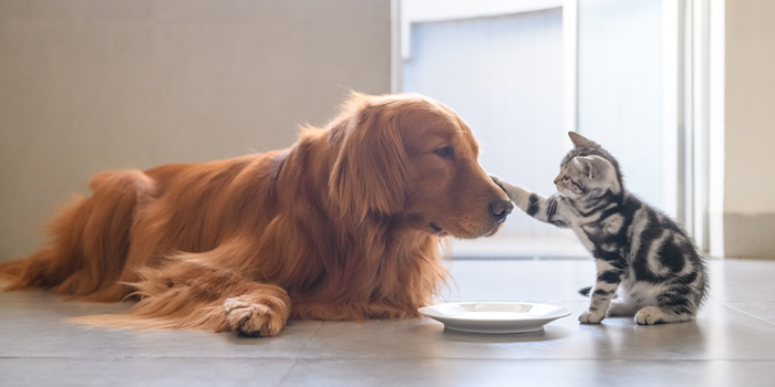 hund und katze sitzen neben einem leeren Teller
