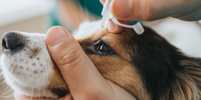 hund mit bindehautentzündung wird mit augentropfen behandelt