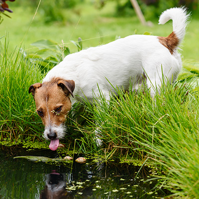 hund trinkt wasser aus einem teich