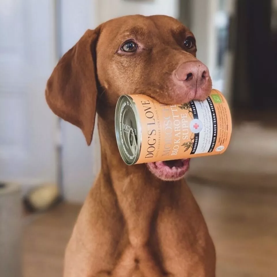 Dogs Teeth Can My Dog Eat Carrots DOG'S LOVE Dogs Moros Carrot