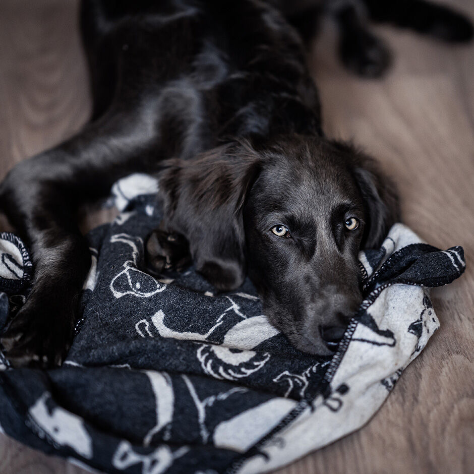 Big w hotsell pet blanket