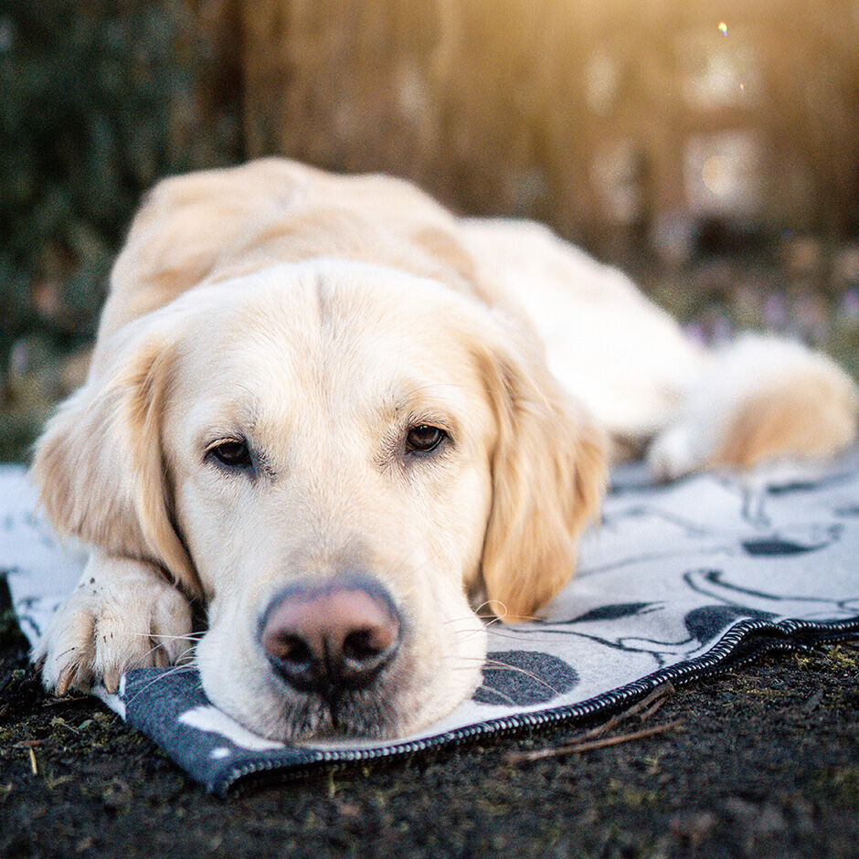 Dog blanket big