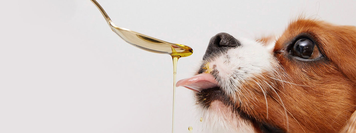 Dog licking healthy dog oil from a spoon