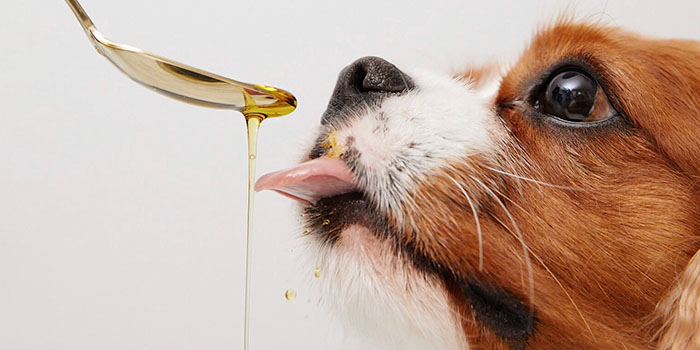 Dog licking healthy dog oil from a spoon