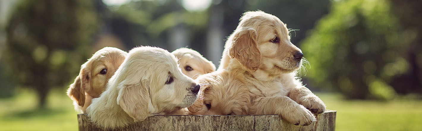 Puppies looking out of a wooden bucket