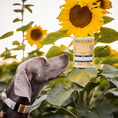 dog sniffing a dogs love vital active food supplement product