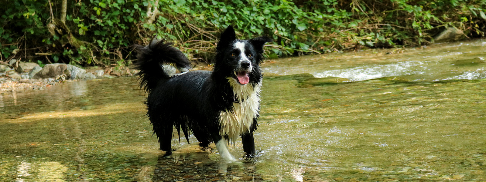 Bluegreen algae in dogs symptoms and prevention