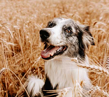 Hund sitzt in einem Feld umgeben von Grannen
