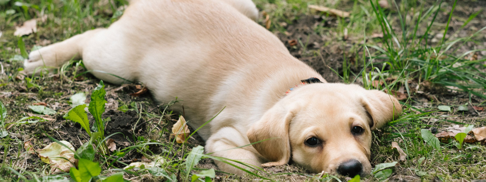 puppy lieing on grass