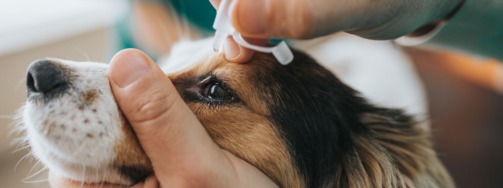 dog with conjunctivitis being treated with drops