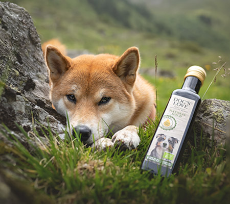 A bottle of healthy dog oil and a dog lying on a patch of grass.
