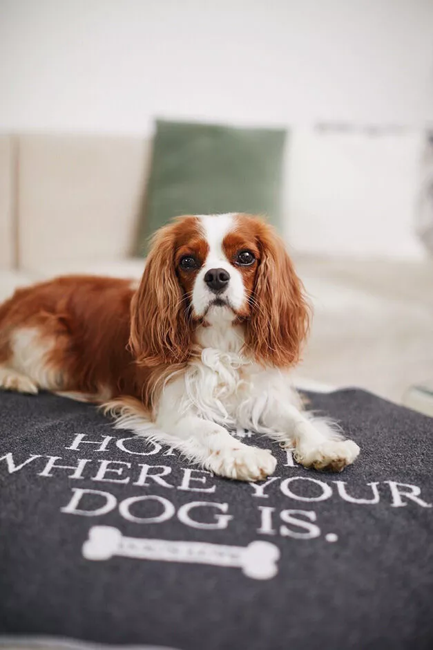 HOME IS WHERE YOUR DOG IS