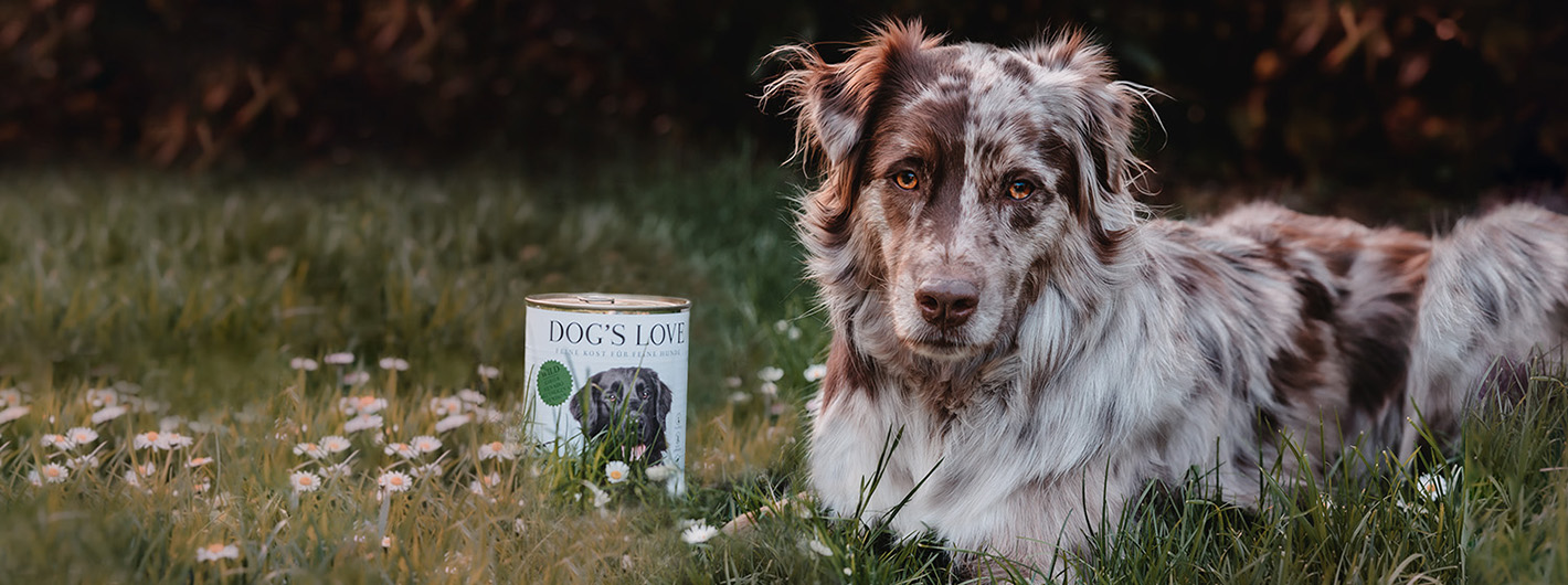Un perro en un prado verde con una lata de caza DOG'S LOVE al lado.