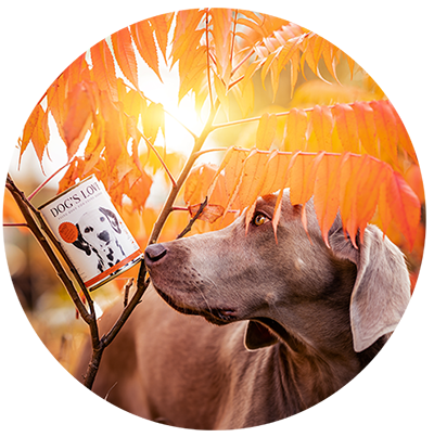 Un perro bajo un árbol sosteniendo un producto DOG'S LOVE