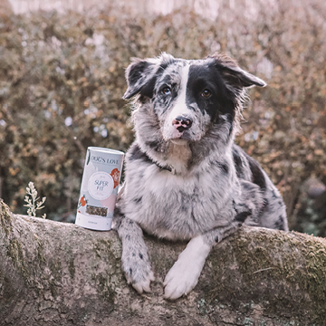 Herbes pour chiens