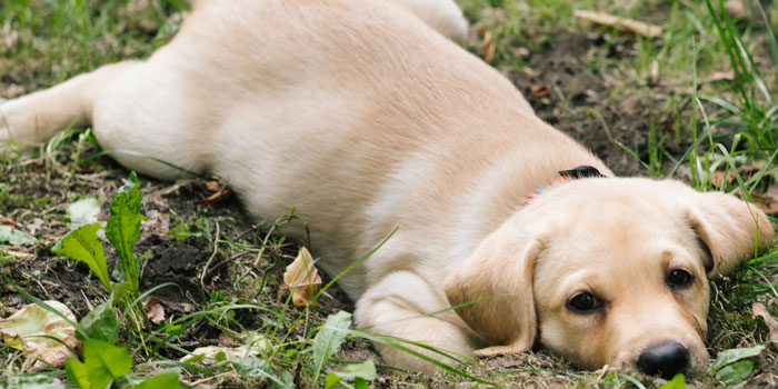 puppy lieing on grass