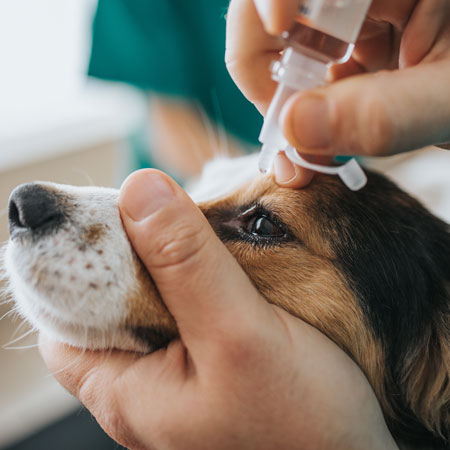un chien atteint de conjonctivite est traité avec des médicaments