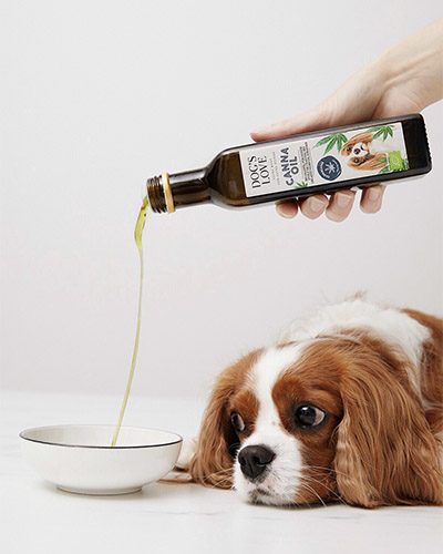 Dog watching as a person pours Une personne remplit un bol d'huile pour chiens et un chien regardeoil into a bowl 
