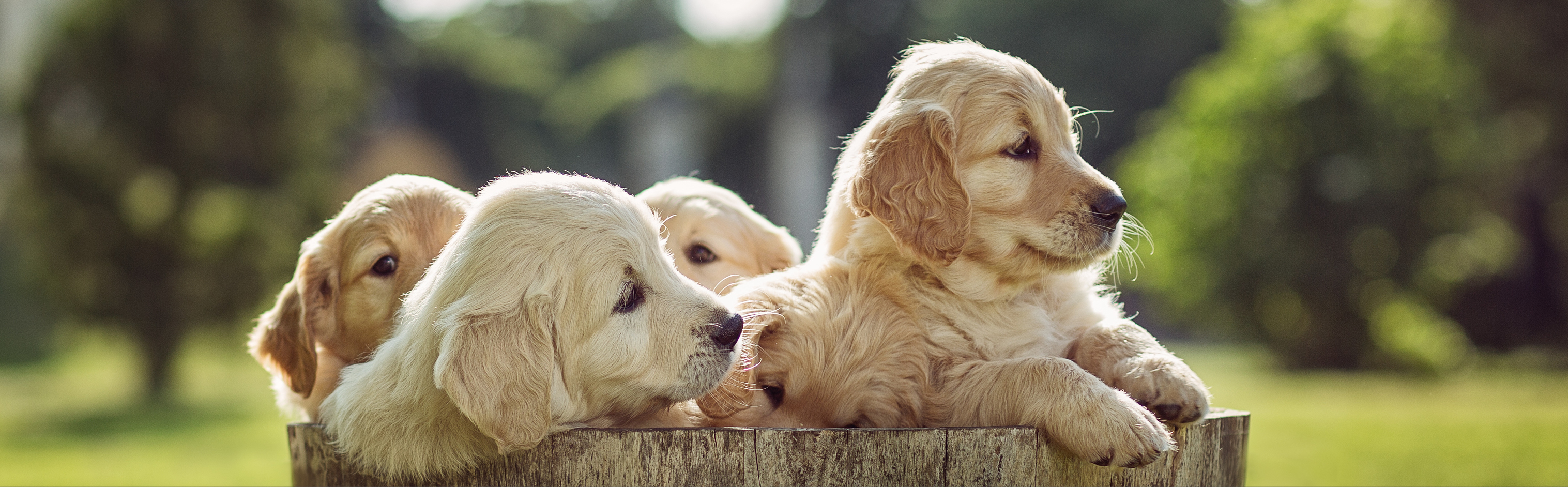  Cuccioli che guardano da un secchio di legno